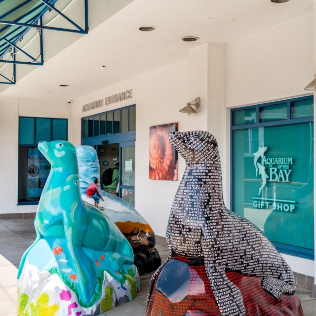 aquarium of the bay seals at pier 39 in san francisco